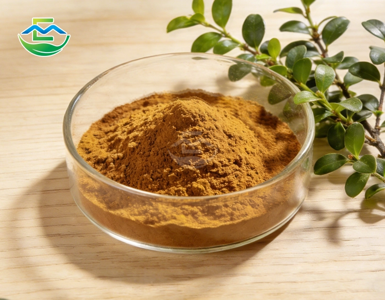 Ruscus Extract Powder – Vascular Support Ingredient